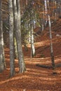 Forest near Plitivce lakes nationa park, Croatia Royalty Free Stock Photo