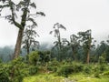 Forest near Timang village- Nepal Royalty Free Stock Photo