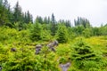 Forest near Voringsfossen waterfall - Norway