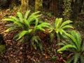 Forest, New Zealand Royalty Free Stock Photo