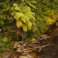 Forest, New Zealand Royalty Free Stock Photo