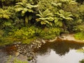 Forest, New Zealand Royalty Free Stock Photo