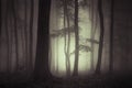 Forest at night with mysterious fog Royalty Free Stock Photo