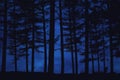 Forest at night