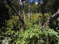 Forest in north of sweden. Royalty Free Stock Photo