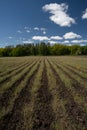 Forest nursery with grass rows, blue sky and clouds