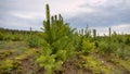 Forest nursery for growing spruce