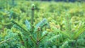 Forest nursery for growing spruce Royalty Free Stock Photo