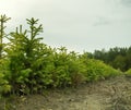 Forest nursery for growing spruce Royalty Free Stock Photo