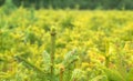 Forest nursery for growing spruce Royalty Free Stock Photo