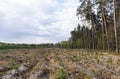 Forest nursery and older forest / woods on cloudy day