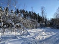 forest nursery covered with snow