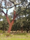 Forest of oak cork trees where bark farmed Royalty Free Stock Photo
