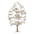 Forest oak tree icon, hand drawn and outline style