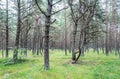 Old Scary Pine Forest Daytime Royalty Free Stock Photo