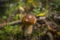 A porcini mushroom grows in the forest, with a brown cap Royalty Free Stock Photo