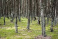 Forest with old twisted pine trunks Royalty Free Stock Photo