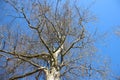 Forest.  One Big Tree Budding Young Green Leaves In Springtime Royalty Free Stock Photo