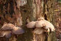 Fresh autumn fungus growing on an old tree in the wood. Royalty Free Stock Photo