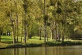 A forest with opposite a lake - France