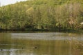 A forest with opposite a lake - France