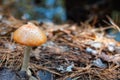 In the Forest, an Orange Woodland Mushroom Royalty Free Stock Photo