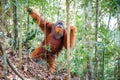 Forest Orangutan Pongo Abelii Royalty Free Stock Photo