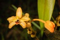 Forest orchid Thte scientific name Eria discolor Lindl, in rainforest. Royalty Free Stock Photo