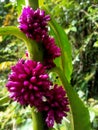 Forest orchids in the interior of PAPUA, OYAA village, WONDAMA City