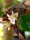 Forest orchids from PAPUAN, WONDAMA city