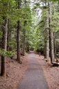 Forest in Oregon state Royalty Free Stock Photo