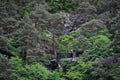 Forest outpost in a dense forest of the Fiagdon mountain gorge