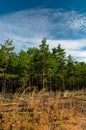 Forest outskirts at morning time