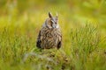 Forest owl. Asio otus, Long-eared Owl sitting in green vegetation in the fallen larch forest during dark day. Wildlife scene from Royalty Free Stock Photo