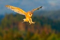 Forest with owl. Beautiful bird in fly. Nice evening sun. Barn Owl, nice light bird in flight, in the grass, outstretched wings, a