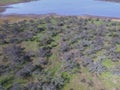 Forest in Pampas, Argentina