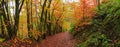 Autumn colour of forest track.