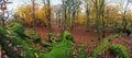 Forest panorama at autumn with green rocks