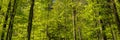 Forest Panorama background, Green tree landscape