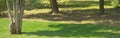 Forest panorama view. Green grass and trees trunks in sunny day with shadows. Nature header image of wooden landscape