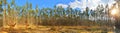 Forest panorama Royalty Free Stock Photo