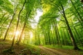 Forest Panorama with Warm Sunrays Royalty Free Stock Photo