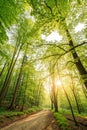 Forest Panorama with Warm Sunrays Royalty Free Stock Photo