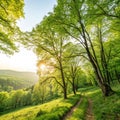 Forest Panorama with Warm Sunrays Royalty Free Stock Photo
