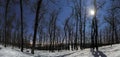 Forest panorama at winter moonlight night Royalty Free Stock Photo