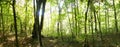 Forest panoramic Royalty Free Stock Photo
