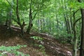 Forest - Jankovac, Papuk, Croatia Royalty Free Stock Photo