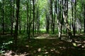 Forest park. Alleys of deciduous trees. Green grass. Moss. Tree branches. Sunbeams in a shady forest. Sky Royalty Free Stock Photo