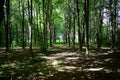 Forest park. Alleys of deciduous trees. Green grass. Moss. Tree branches. Sunbeams in a shady forest. Sky Royalty Free Stock Photo