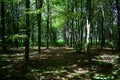 Forest park. Alleys of deciduous trees. Green grass. Moss. Tree branches. Sunbeams in a shady forest. Sky Royalty Free Stock Photo